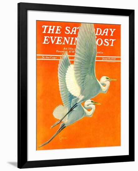 "Flying Storks," Saturday Evening Post Cover, June 19, 1937-Francis Lee Jaques-Framed Giclee Print