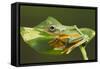 Flying Tree Frog on Leaf-null-Framed Stretched Canvas