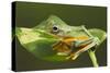 Flying Tree Frog on Leaf-null-Stretched Canvas