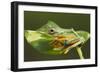 Flying Tree Frog on Leaf-null-Framed Photographic Print