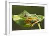 Flying Tree Frog on Leaf-null-Framed Photographic Print