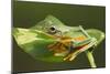 Flying Tree Frog on Leaf-null-Mounted Photographic Print