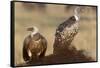 Flying white-backed vulture (Gyps africanus), Masai Mara Game Reserve, Kenya-Godong-Framed Stretched Canvas