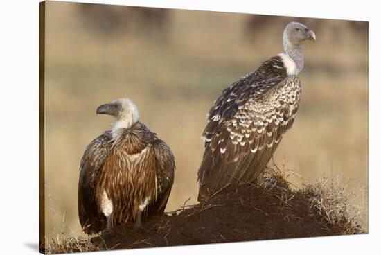 Flying white-backed vulture (Gyps africanus), Masai Mara Game Reserve, Kenya-Godong-Stretched Canvas