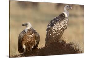 Flying white-backed vulture (Gyps africanus), Masai Mara Game Reserve, Kenya-Godong-Stretched Canvas