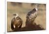 Flying white-backed vulture (Gyps africanus), Masai Mara Game Reserve, Kenya-Godong-Framed Photographic Print