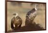 Flying white-backed vulture (Gyps africanus), Masai Mara Game Reserve, Kenya-Godong-Framed Photographic Print