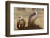 Flying white-backed vulture (Gyps africanus), Masai Mara Game Reserve, Kenya-Godong-Framed Photographic Print