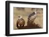 Flying white-backed vulture (Gyps africanus), Masai Mara Game Reserve, Kenya-Godong-Framed Photographic Print