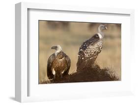 Flying white-backed vulture (Gyps africanus), Masai Mara Game Reserve, Kenya-Godong-Framed Photographic Print