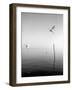 Flying-Moises Levy-Framed Photographic Print