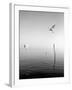 Flying-Moises Levy-Framed Photographic Print