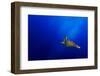 Flying-Mato P.-Framed Photographic Print