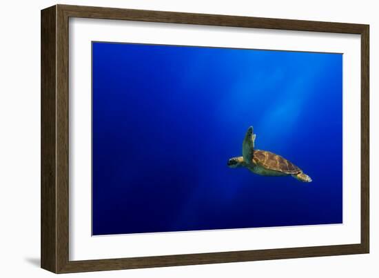 Flying-Mato P.-Framed Photographic Print