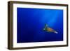 Flying-Mato P.-Framed Photographic Print