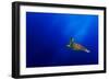 Flying-Mato P.-Framed Photographic Print