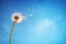 Dandelion with Seeds Blowing Away in the Wind across a Clear Blue Sky with Copy Space-Flynt-Photographic Print