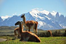 Llama in Landscape-fmingo-Stretched Canvas