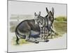 Foal and Jenny of African Wild Ass or African Wild Donkey (Equus Africanus), Equidae-null-Mounted Giclee Print