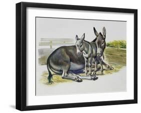 Foal and Jenny of African Wild Ass or African Wild Donkey (Equus Africanus), Equidae-null-Framed Giclee Print