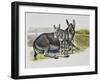 Foal and Jenny of African Wild Ass or African Wild Donkey (Equus Africanus), Equidae-null-Framed Giclee Print