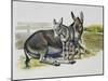 Foal and Jenny of African Wild Ass or African Wild Donkey (Equus Africanus), Equidae-null-Mounted Giclee Print