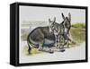 Foal and Jenny of African Wild Ass or African Wild Donkey (Equus Africanus), Equidae-null-Framed Stretched Canvas