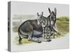 Foal and Jenny of African Wild Ass or African Wild Donkey (Equus Africanus), Equidae-null-Stretched Canvas