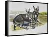 Foal and Jenny of African Wild Ass or African Wild Donkey (Equus Africanus), Equidae-null-Framed Stretched Canvas