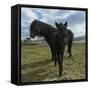 Foal and Mare, Iceland-Arctic-Images-Framed Stretched Canvas