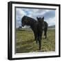 Foal and Mare, Iceland-Arctic-Images-Framed Photographic Print