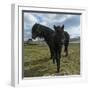 Foal and Mare, Iceland-Arctic-Images-Framed Photographic Print