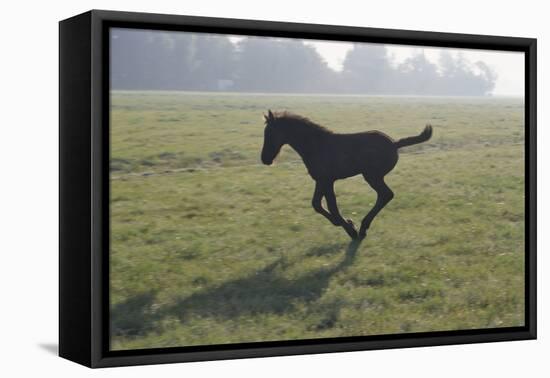 Foal Galloping in Field-Frans Lemmens-Framed Stretched Canvas