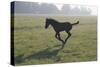 Foal Galloping in Field-Frans Lemmens-Stretched Canvas