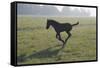 Foal Galloping in Field-Frans Lemmens-Framed Stretched Canvas