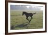 Foal Galloping in Field-Frans Lemmens-Framed Photographic Print