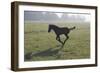 Foal Galloping in Field-Frans Lemmens-Framed Photographic Print