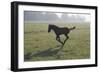 Foal Galloping in Field-Frans Lemmens-Framed Photographic Print