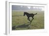 Foal Galloping in Field-Frans Lemmens-Framed Photographic Print