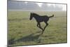 Foal Galloping in Field-Frans Lemmens-Mounted Photographic Print