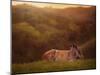 Foal in the Field I-Ozana Sturgeon-Mounted Photographic Print