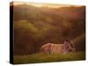 Foal in the Field I-Ozana Sturgeon-Stretched Canvas