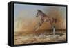 Foal Jumping for Joy-Michael Jackson-Framed Stretched Canvas