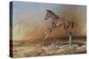 Foal Jumping for Joy-Michael Jackson-Stretched Canvas