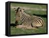 Foal of Burchell's (Plains) Zebra (Equus Burchelli), Etosha National Park, Namibia, Africa-Steve & Ann Toon-Framed Stretched Canvas