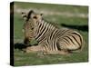 Foal of Burchell's (Plains) Zebra (Equus Burchelli), Etosha National Park, Namibia, Africa-Steve & Ann Toon-Stretched Canvas