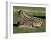 Foal of Burchell's (Plains) Zebra (Equus Burchelli), Etosha National Park, Namibia, Africa-Steve & Ann Toon-Framed Photographic Print