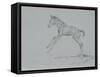 Foal Sketch-Michael Jackson-Framed Stretched Canvas