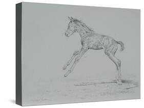 Foal Sketch-Michael Jackson-Stretched Canvas