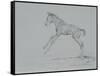 Foal Sketch-Michael Jackson-Framed Stretched Canvas